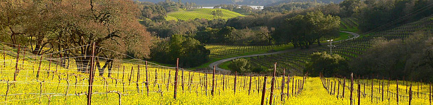 Scout Napa Valley